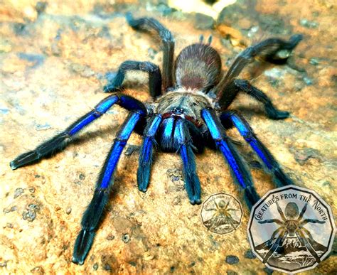 chilobrachys tarantula